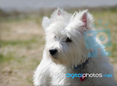 Westie In The Springtime Stock Image