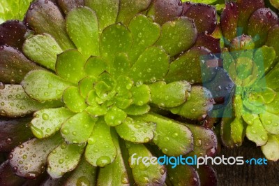 Wet Aeonium Plant Stock Photo