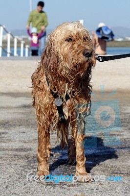Wet Domestic Dog Stock Photo