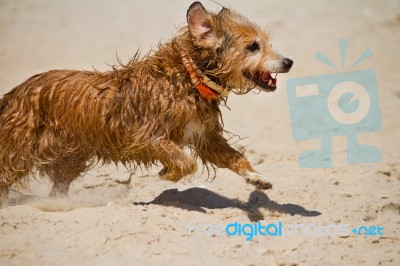 Wet Domestic Dog Running Stock Photo