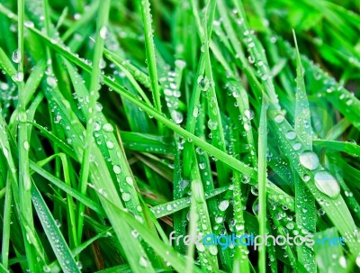 Wet Grass Stock Photo