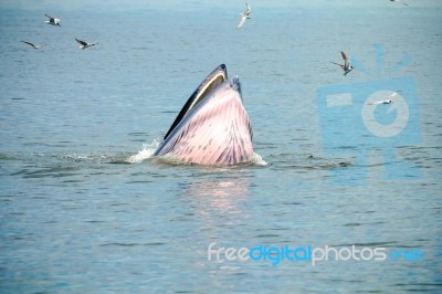 Whale Stock Photo