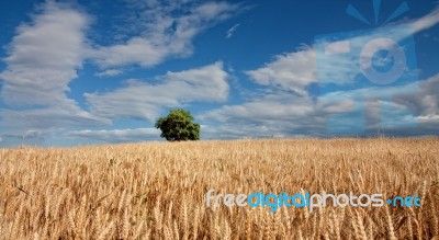 Wheat Field Stock Photo Wheat Field Stock Photo