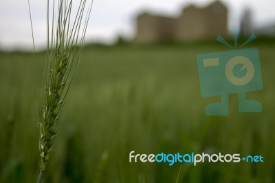 Wheat Field View To Ancient Place Stock Photo