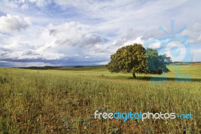 Wheat Field With Lonely Tree Stock Photo