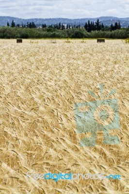 Wheat Plantation Stock Photo