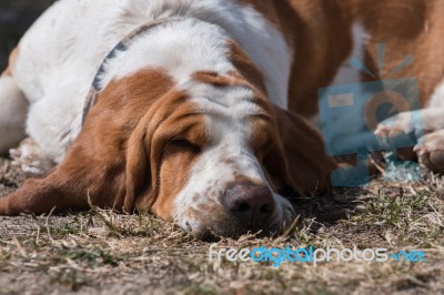 White And Brown Basset Dog Stock Photo