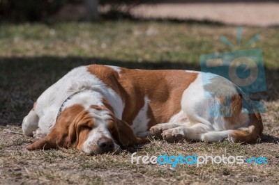 White And Brown Basset Dog Stock Photo