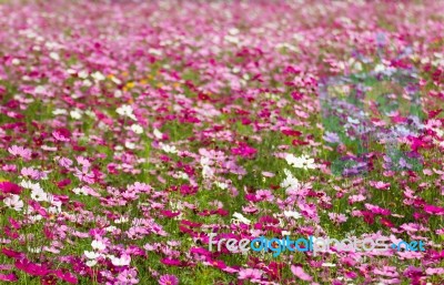 White And Pink Cosmos Flowers Stock Photo