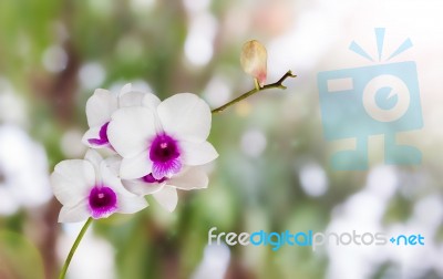 White And Violet Orchid Flowers Bunch On Nature Green Bokeh And Stock Photo