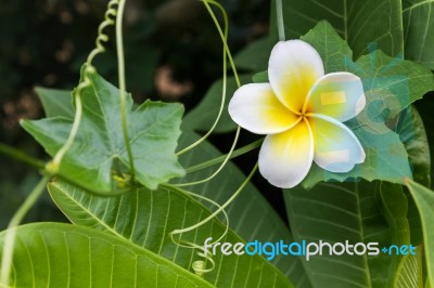 White And Yellow Flower Plumeria Or Frangipani With Fresh Coccin… Stock Photo