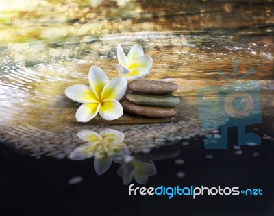 White And Yellow Fragrant Flower Plumeria Or Frangipani On Cryst… Stock Photo