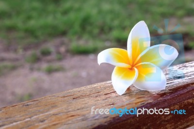White And Yellow Frangipani Flower On Wood Stock Photo