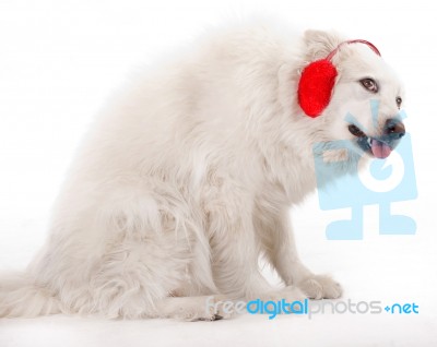 White Aski Severe Covering Ears Stock Photo