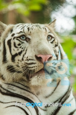 White Bengal Tiger Stock Photo