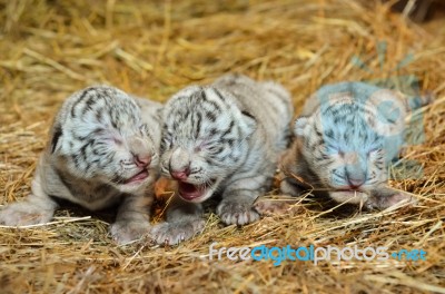 White Bengal Tiger Cub Stock Photo