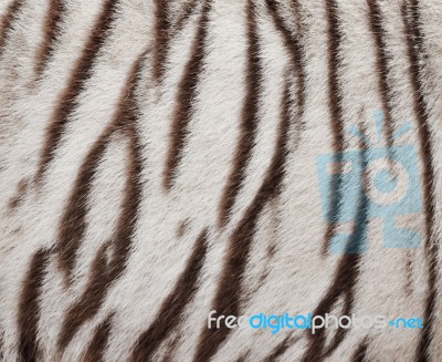 White Bengal Tiger Fur Stock Photo