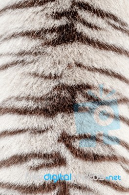 White Bengal Tiger Fur Stock Photo