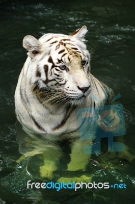 White Bengali Tiger Stock Photo