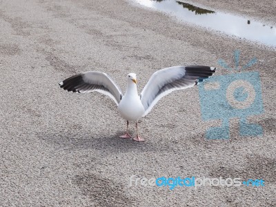 White Bird Seagull Posing On A Street Stock Photo