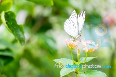 White Black Pattern Butterfly On Bunch Stock Photo
