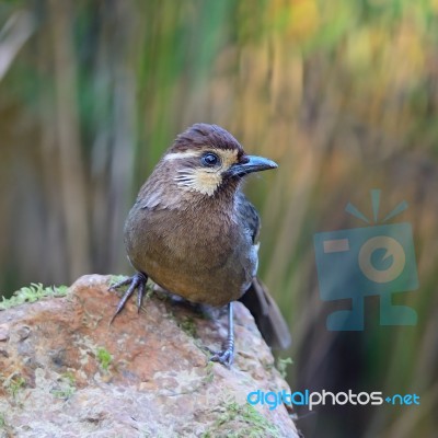 White-browed Laughingthrush Stock Photo