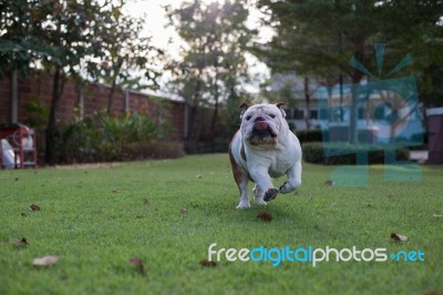 White Bulldog Run On The Grass Stock Photo White Bulldog Run On The Grass Stock Photo