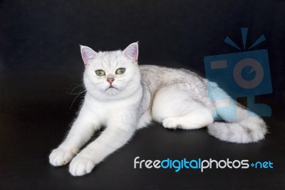 White Cat Lying On Isolated Black Background Stock Photo