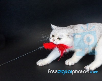 White Cat Playing Pulling Red Toy Stock Photo