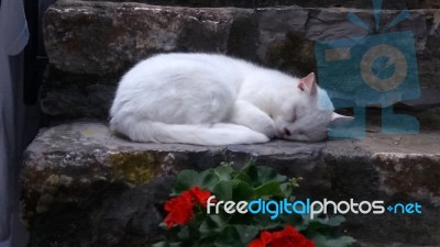 White Cat Resting On Step C Stock Photo