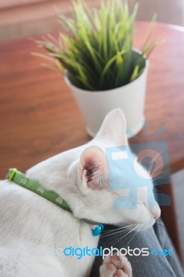 White Cat Sleeping In Cat Cafe Stock Photo