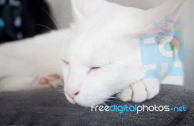 White Cat Sleeping In Cat Cafe Stock Photo