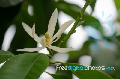 
White Chempaka White Bloom On The Beautiful Aroma Stock Photo