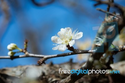 White Chinese Plum Flowers Stock Photo