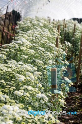 White Chrysanthemum Morifolium Flowers Farms Stock Photo