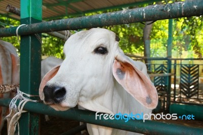 White Cow In A Farm Cowshed Stock Photo