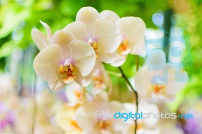 White Cream Orchid Stock Photo