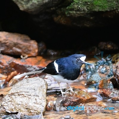 White-crowned Forktail Stock Photo