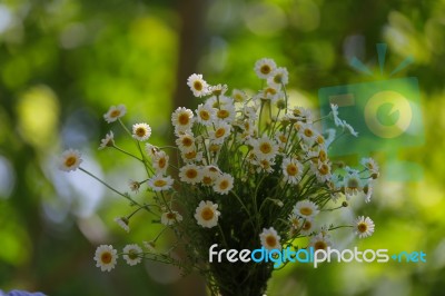 White Daisies With Green And Blur Background Stock Photo