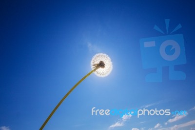 White Dandelion In Front Of Blue Sky Stock Photo