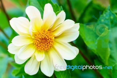 White Delphinium Flower In Garden Stock Photo