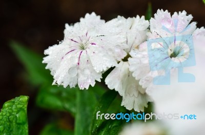 White Dianthus Flowers Filled With Dew Drops Stock Photo