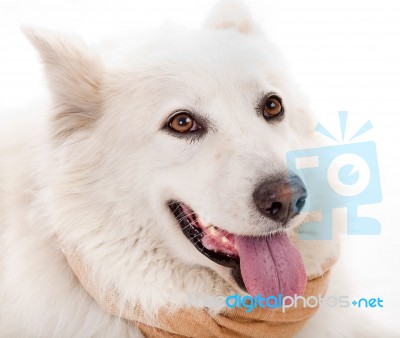 White Dog Stock Photo