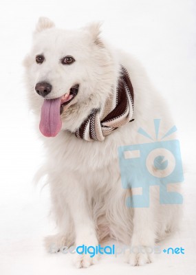 White Dog Facing The Camera Stock Photo