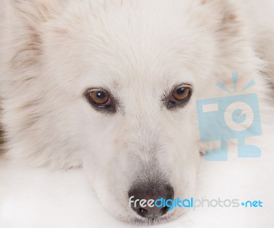 White Dog Portrait Stock Photo