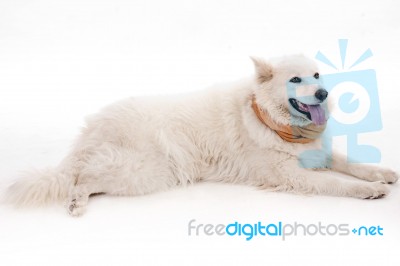 White Dog Relaxing On The Floor Stock Photo