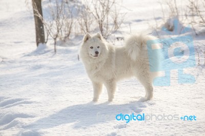 White Dog Samoyed Play On Snow Stock Photo White Dog Samoyed Play On Snow Stock Photo