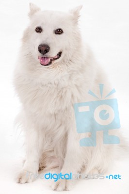 White Dog Sitting Stock Photo