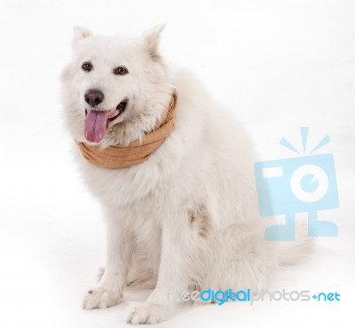 White Dog Wearing Brown Muffler Scarf Stock Photo