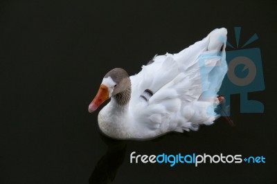 White Duck Swimming On A Pond Stock Photo